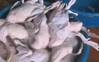 Làm sạch vịt "siêu tốc" bằng nhựa thông có độc hại?