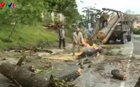 Lâm Đồng: Thông cổ thụ bật gốc kéo đổ 6 cột điện