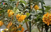 Phật thủ bonsai được nhiều người lựa chọn