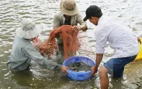 Khởi tố vụ mua giấy tờ kiểm định sản phẩm thức ăn thủy sản