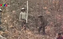Nguy cơ cháy rừng vì đốt thực bì trong mùa nắng nóng