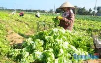 Thực phẩm sạch: Nơi xếp hàng dài, chỗ lại ế ẩm