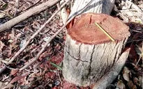 Kỷ luật đảng viên liên quan đến vụ phá rừng ở Phú Yên