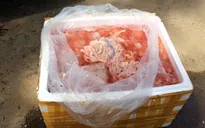 Phát hiện xe tải chở gần 2 tấn nội tạng động vật hôi thối vào Nam tiêu thụ