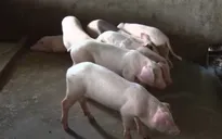 Vĩnh Long: Tiêu hủy đàn lợn nhiễm chất cấm Salbutamol