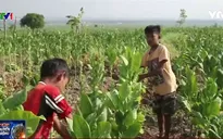 Indonesia: Cảnh báo tình trạng lao động trẻ em tại những trang trại thuốc lá