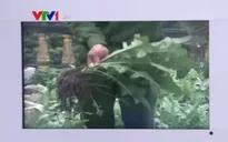 Bắt quả tang 2 gia đình trồng cây thuốc phiện tại nhà