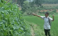 Dùng thuốc trừ sâu bằng thảo mộc hướng đi mới của nông dân Nghệ An