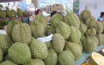 Bác tin đồn Trung Quốc ngừng thu mua sầu riêng