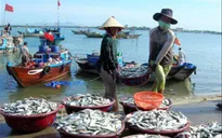 Gần 7.500 hộ nông dân tham gia bảo hiểm thủy sản