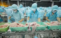 Cảnh báo tình trạng thủy sản nhiễm hóa chất, kháng sinh cấm