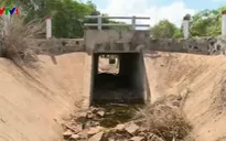 Cây trồng chết khô ngay cạnh công trình thủy lợi hàng trăm tỉ đồng