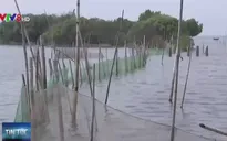 Phân vùng nuôi thủy sản trái phép trong Khu sinh thái Cồn Chim