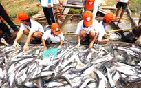 Phải xử lý nghiêm vụ 800 sản phẩm thủy sản làm giả chứng nhận