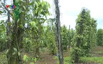 Nhiều diện tích trồng tiêu bị dịch bệnh