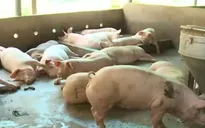 Lần đầu tiên tiêu hủy heo có chất cấm Salbutamol