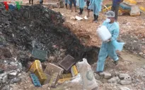 Quảng Ninh: Phát hiện hơn 1 tấn gà nhập lậu đã bốc mùi hôi thối ​