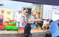 Lợi dụng thông tin cá chết, thương lái ép giá ngư dân