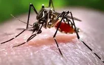Tăng cường phòng chống dịch Zika trong những ngày Tết