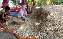 Nông dân Khánh Hòa thấp thỏm lo lắng vì tỏi mất mùa