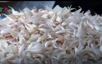 Lý Sơn thiếu giống tỏi cho vụ mới
