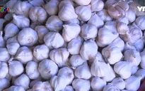 Khó phát triển chuỗi giá trị tỏi sạch Lý Sơn