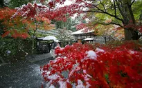 Tokyo đẹp huyền ảo trong những ngày mùa đông sớm