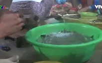 Bơm tạp chất vào tôm ngày càng tinh vi