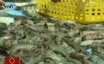 Bơm tạp chất tràn lan, thương hiệu tôm Việt bị ảnh hưởng nặng nề