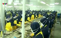 Biến động tỷ giá tác động mạnh đến thị trường tôm