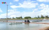 Đảm bảo cấp điện cho người dân nuôi tôm tại Bạc Liêu