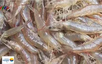 Giá tôm nguyên liệu tại ĐBSCL tiếp tục tăng