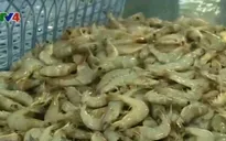 Chất lượng nông sản - Rào cản xuất khẩu của Việt Nam