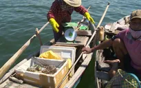 Việc nuôi tôm hùm đã tuân thủ đúng quy hoạch hay chưa?