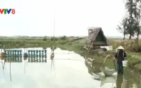 Quảng Nam: Hơn 80 ha tôm nuôi chết do dịch bệnh