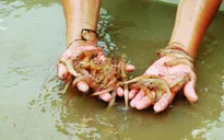 Bùng phát dịch bệnh tôm chết hàng loạt tại Quảng Trị