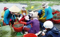 Gia tăng mua bán tôm "mặc kệ" chất lượng tại ĐBSCL