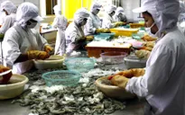 Mỹ tăng gần 5 lần thuế chống bán phá giá lên tôm Việt Nam