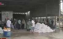Thâm nhập điểm tập kết tôm giống lậu lớn nhất ĐBSCL