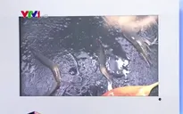 Bạc Liêu: Người nuôi thủy sản "lãnh đủ" do nước thải nhà máy