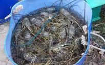 Xác định nguyên nhân tôm hùm chết hàng loạt tại Phú Yên