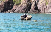 Khan hiếm tôm hùm giống tại Khánh Hòa