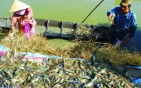 Chưa có hướng giải quyết “cuộc chiến” giữa tôm và lúa ở Kiên Giang