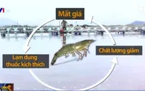 Nguyên nhân sâu xa sau việc tôm thẻ chân trắng mất mùa, mất giá