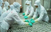 Hoa Kỳ tiếp tục áp thuế tôm xuất khẩu của Việt Nam