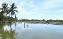 Quảng Nam khó kiểm soát việc nuôi tôm thẻ chân trắng