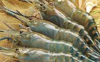 Việt Nam không phát hiện trường hợp bơm Pectin vào tôm xuất khẩu