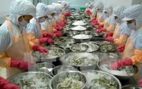 Thuế chống bán phá giá tôm vào Mỹ tăng gần 4 lần