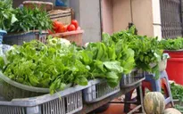40/120 mẫu rau tồn dư thuốc bảo vệ thực vật vượt mức