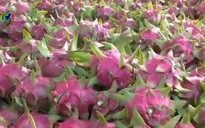 Xuất khẩu trái cây vào các thị trường khó tính tăng mạnh